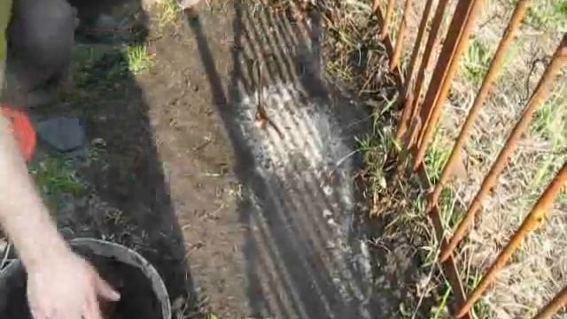 Мульчирование почвы после пересадки виноградного. смотреть онлайн