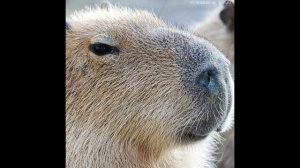 капибара песня