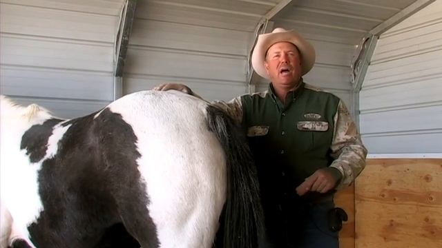 Pregnant Horse Care : Caring for a Foal смотреть онлайн