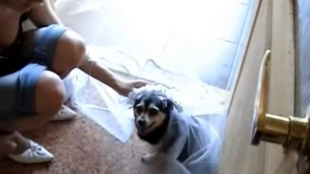 Свадьба 2 дня смотреть онлайн