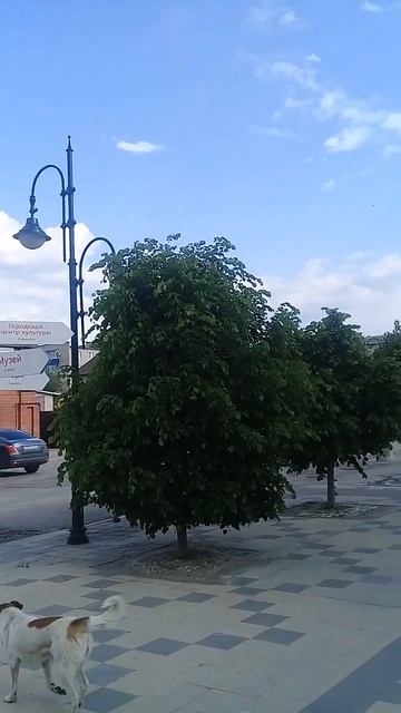 Урюпинск, 14 мая 2023г.Памятник козе, Липовая аллея, старинная аптека.