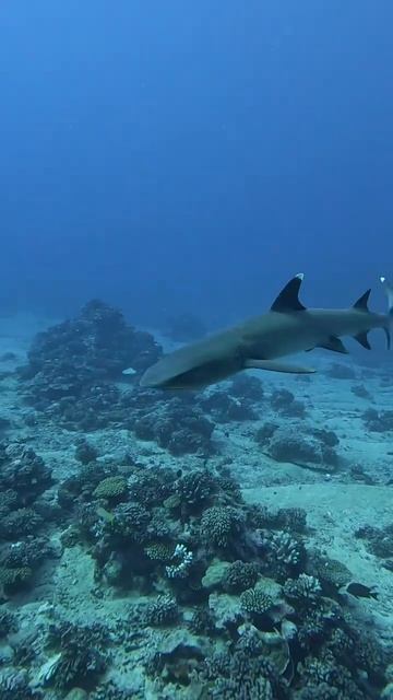 Peaceful White Tip Shark Family with Baby #shark #babyshark #scubadiving #coral #frenchpolynesia смотреть онлайн