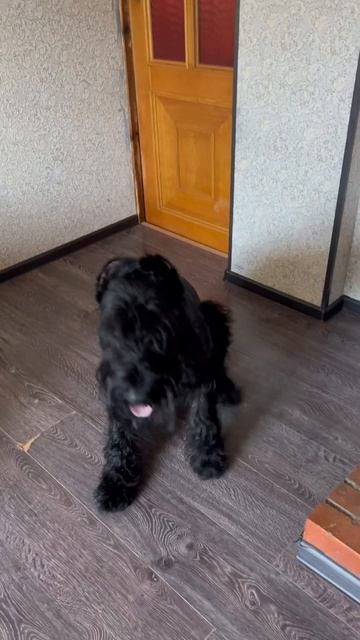 Ризеншнауцер выполняет простые команды #ризеншнауцер #riesenschnauzer #giant #자이언트 #dog #shorts смотреть онлайн