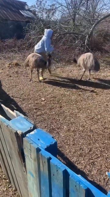 #shorts #emu #pubgmobile #youtube #donkey смотреть онлайн