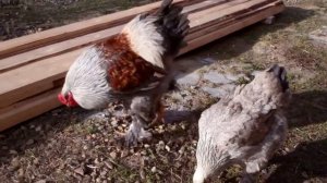 Брама - окрас BSO (Blue Silver Orange)