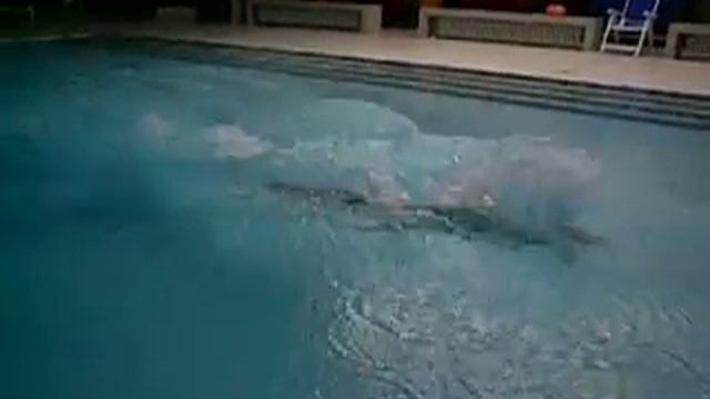 Butterfly 4.2 смотреть онлайн