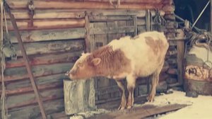 Pink Floyd - Animals 1977