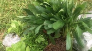 Купила на ярмарке очень дёшево !