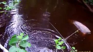 Ручьевая форель ( пеструшка ) и щука  на ультралайт.  Trout and Pike