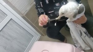 Пытаюсь покормить раненую чайку