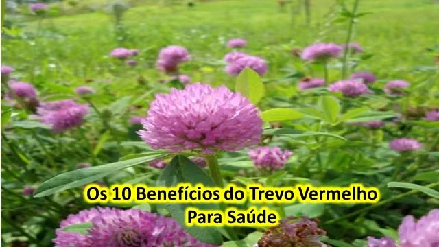 Os 10 Benefícios do Trevo Vermelho Para Saúde смотреть онлайн