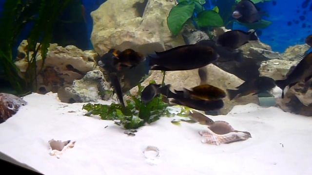 Tropheus spec. aff. moorii "Bemba" WF смотреть онлайн