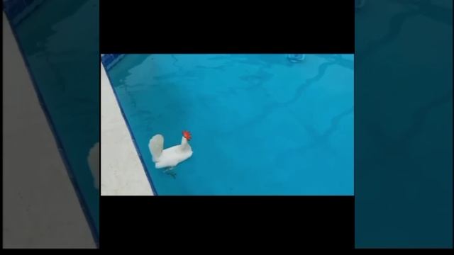 Курица не хочет плавать The chicken doesn't want to swim