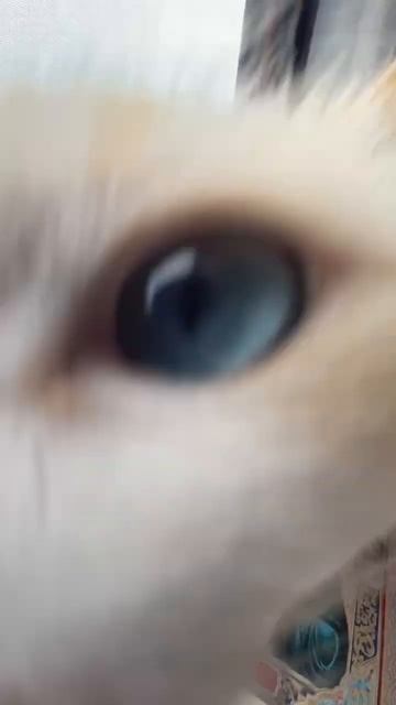 #rap #music #musica #врек #2024 #больше #топ #кот смотреть онлайн