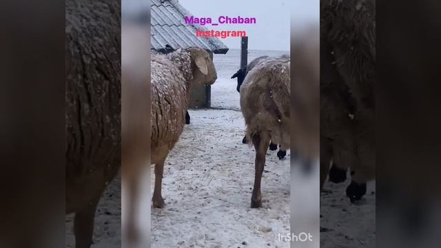 😍🤑ГИССАРСКЯ МАТКИ В РОССИИ 🇷🇺 ЛАЙК ПОДПИСКА @BARPYKG смотреть онлайн