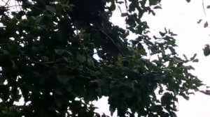 Как поймать рой пчёл. Пчелы на дереве.