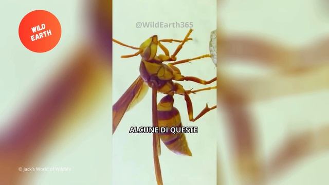 La vespa carnefice - La sua puntura è la più dolorosa in assoluto - In 1 Minuto! смотреть онлайн