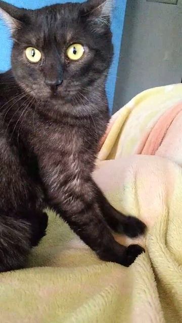 Mãos que cuidam. Massagem relaxante óleos essenciais смотреть онлайн