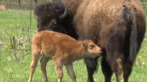 14 Baby Bison Born At Minneopa State Park