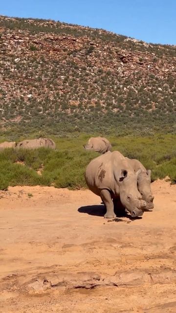 Aquila Safari Cape Town South Africa 