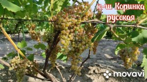 кишмиш Коринка русская