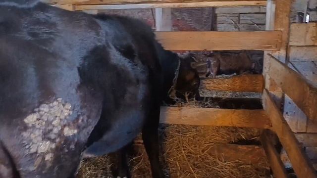 У козы отпал рог Стельная или не стельная. Признаки стельности телки Тёлка растёт!