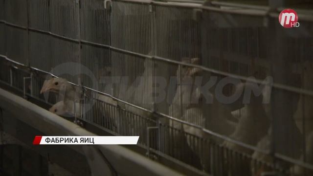 Фабрика яиц смотреть онлайн