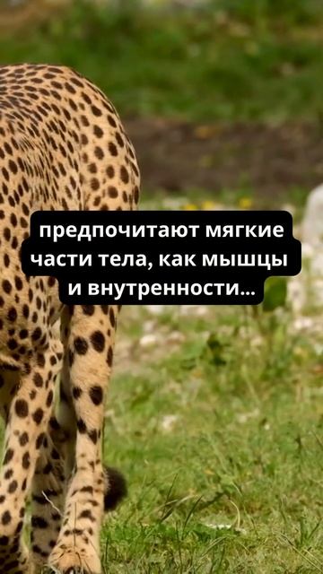 Как гепарды поедают 10 кг мяса за раз и избегают конкурентов? 🐆🍖 смотреть онлайн