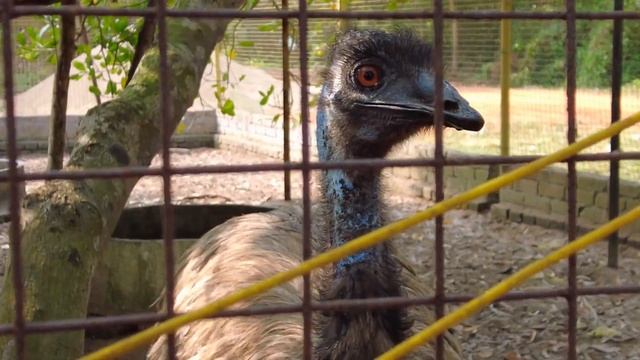 Vlog # 09 - Happy New Year I BBSR to JUNGLE CAMP I Puri смотреть онлайн