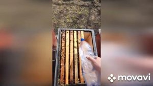 ВЕСЕННЯЯ ОБРАБОТКА ПЧЁЛ ОТ ВАРРАТОЗА ЩАВЕЛЕВОЙ КИСЛОТОЙ
