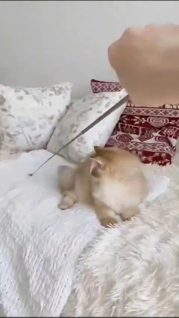 Доступный мальчик британская золотая шиншилла в драгоценном окрасе  котята кот продажакотят