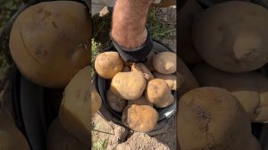 Как вырастить крупную картошку - много и без особых усилий. Вот, что выросло у меня ...