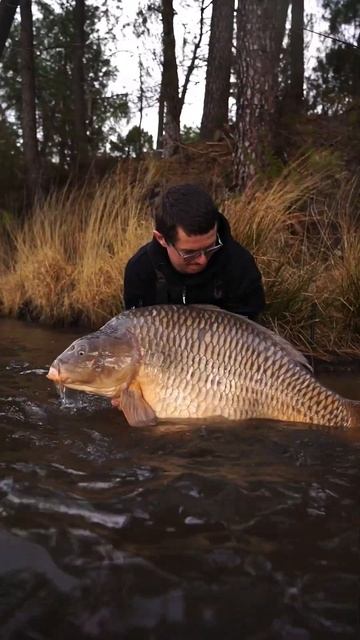 гигантский карп. часть 6 смотреть онлайн
