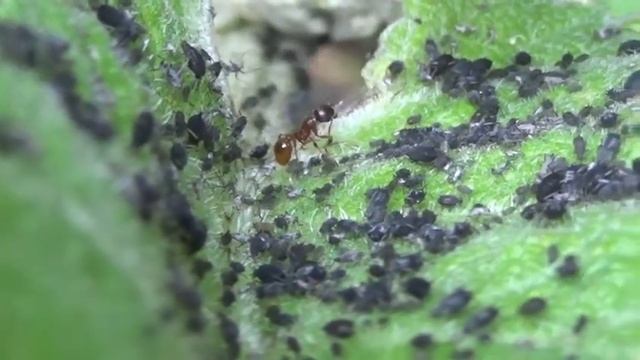 Mravec - Myrmica rubra - Mravenec žahavý, Voška - Aphis craccivora - Mšice vojtěšková смотреть онлайн