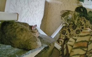 Кот спит на батарее