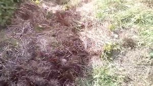Посадка картошки под сено