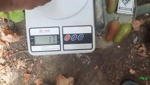 виноград Дубовский розовый и кишмиш Цимус.
