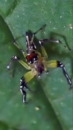 Colorful jumping spider Hypaeus species 👍🏻🍀