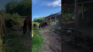 Новый Конь ! Что такое ламинит у лошадей и как с ним жить . Просто деревенские денечки )