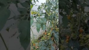 Помидоры Черри Вера