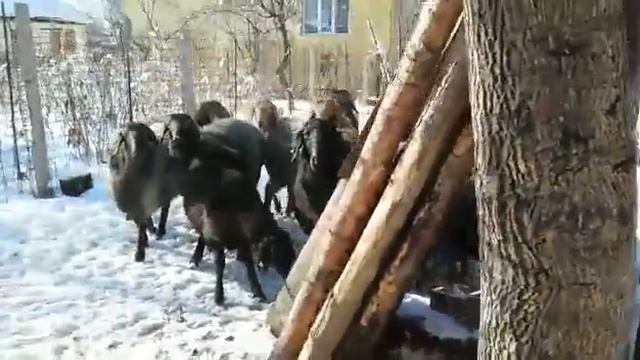 Элитнй Гисар Бишкеке смотреть онлайн