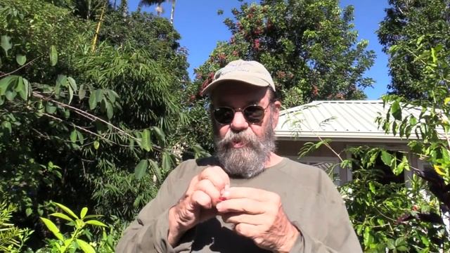 Rambutan Tree смотреть онлайн