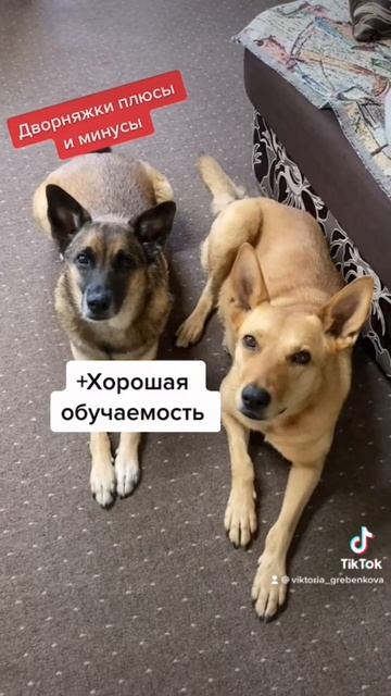 Есть такая порода Друг собаки дружба