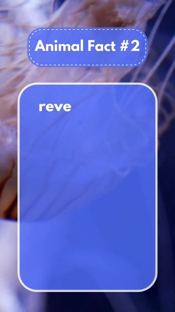 There is a species of jellyfish called Turritopsis dohrnii that... Animal Fact #2 смотреть онлайн