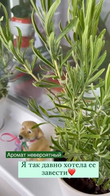 Лаванда узколистная.Черенки лаванды. смотреть онлайн