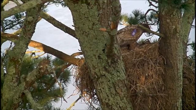 Орлан белохвост Ирландия 25012020 ( Black P и Sunniva ) смотреть онлайн