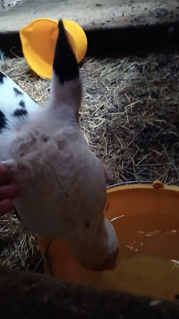 малыш Биф. #верхомнамечте #животноводство #животные #деревня #бык #бычëк #телëнок #cow смотреть онлайн