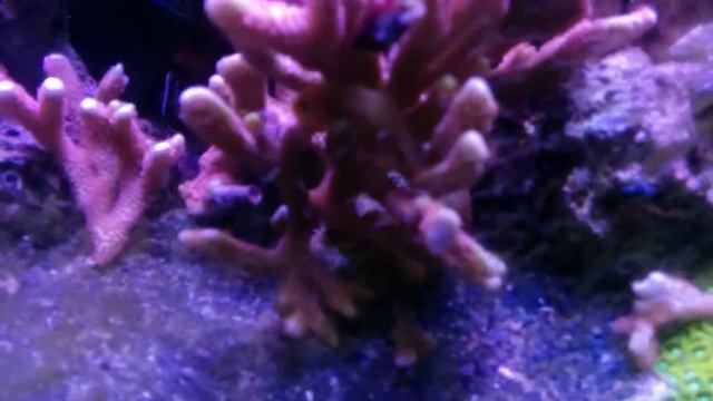 Fresh brine Shrimps food test in a marine aquarium смотреть онлайн