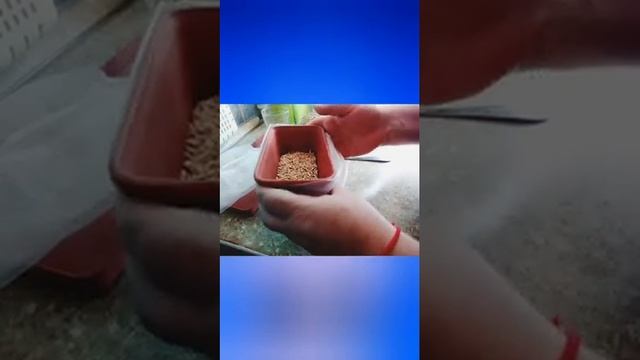 Выращиваем витаминам для кошани смотреть онлайн