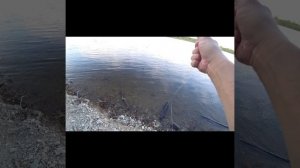Ловля РЫБЦА на Дону